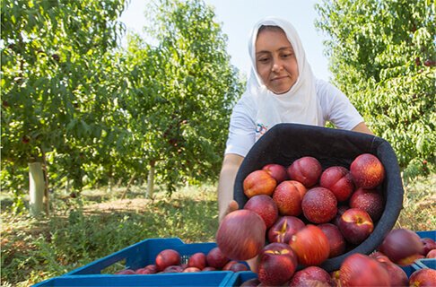 Türkiye’nin En Büyük Meyve Yetiştiricisi ve <br>Meyve Suyu Konsantre Üreticisi