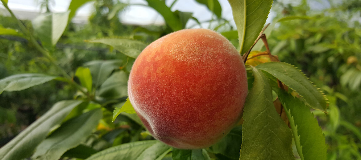 Yılda <strong>350.000</strong> ton ile en çok meyve işleyen meyve suyu konsantre üreticisi.