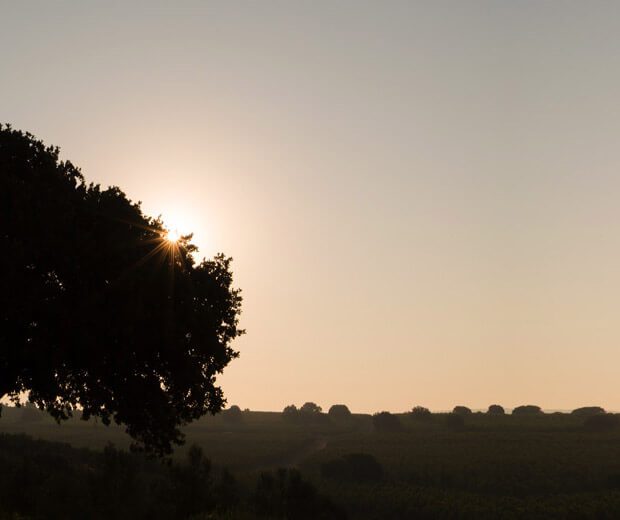 Sürdürülebilir Tarımın Öncüsü